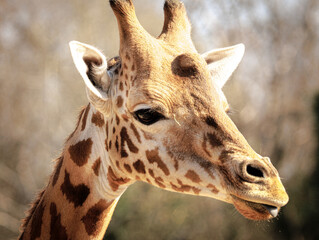 Naklejka premium Giraffe Portrait - African Wildlife Close-Up