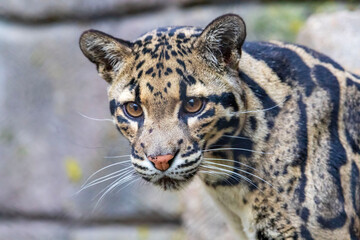 Fototapeta premium I captured this beautiful clouded leopard up close today at the Fort Worth Zoo in Texas, USA.