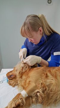 Professional female veterinarian examining and cleaning the ear of an English Cocker Spaniel on a table in a veterinary clinic. Routine checkup and ear care procedure. Vertical video