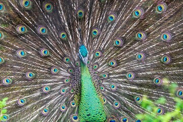 Obraz premium Close-Up of a Majestic Peacock - A Royal Display of Peacock Feathers Captured in Fort Worth, Texas, USA.