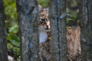 A cat behind the fence © Tomasz