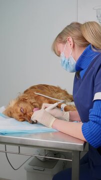 Veterinarian performing ultrasonic dental cleaning on anesthetized intubated english cocker spaniel on clinic table. Vertical video