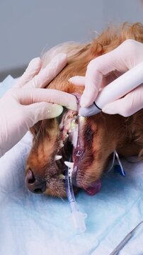 Veterinary dentist cleaning an anesthetized english cocker spaniel's teeth with an ultrasonic scaler, a professional dental procedure to remove plaque and tartar from the animal's mouth. Vertical vide