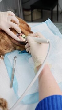 Veterinarian performing ultrasonic dental cleaning on sedated english cocker spaniel during tartar removal procedure. Vertical video