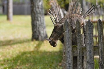 A cat behind the fence © Tomasz