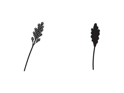 Silhouette of two plants with small flowers and long stems isolated on white background