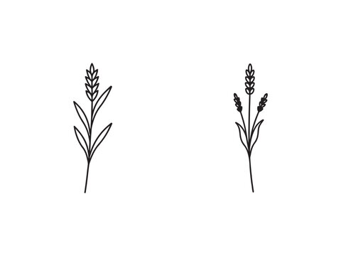 Simple line drawings of wheat or oats plants with leaves and stems  illustrations of two types of grain plants side by side on white background
