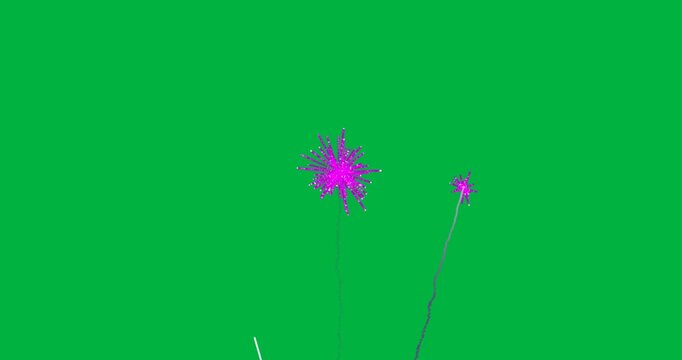 Animation of pink fireworks exploding on white background