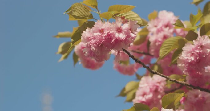 Outdoors in spring, crabapple blossoms bloom.