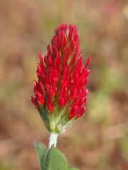 Fototapeta premium Crimson Clover (Trifolium incarnatum)
