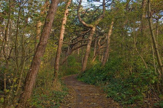 hiking trail thorugh a pine forest near Bornem, Flanders, Belgium 