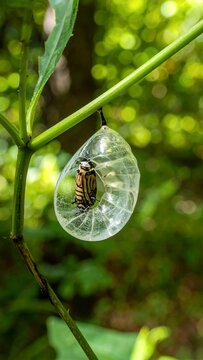 Golden Tortoise Beetle in a Transparent Larval Case on a Plant.
