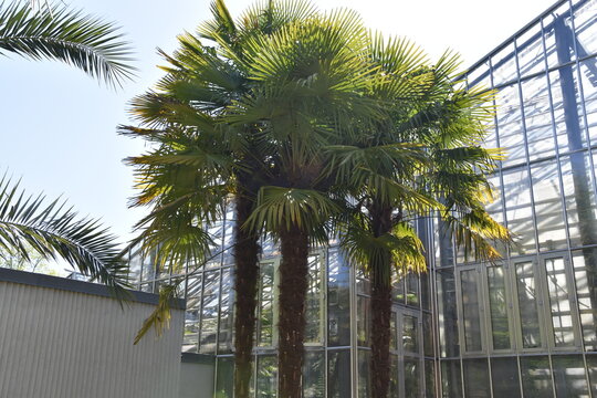 Palmen