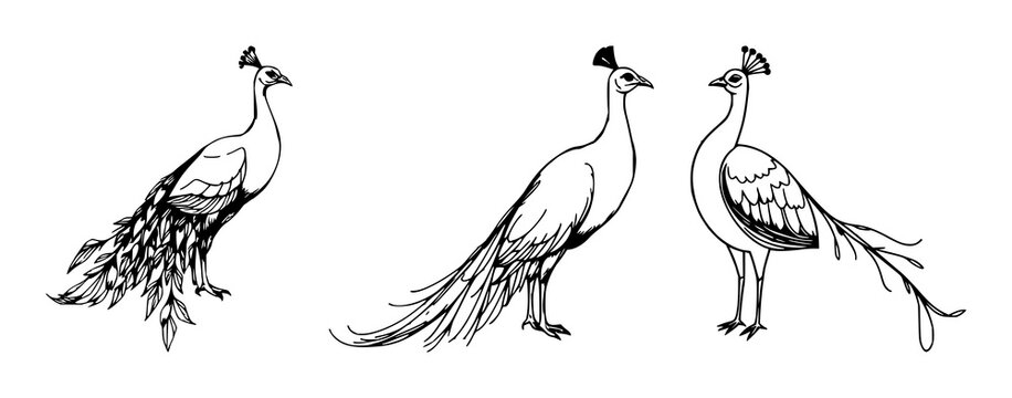 Peacock set with stylized hand-drawn art featuring long tail feathers, elegant design with an organic feel and decorative elements