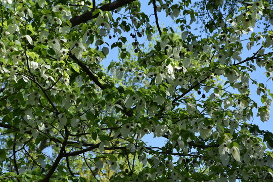 Kirschbl&uuml;ten