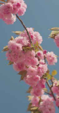 Outdoors in spring, crabapple blossoms bloom.