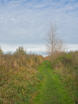 .grass path though a reed field in the polder near Blankenberge, Flanders, Belgium 