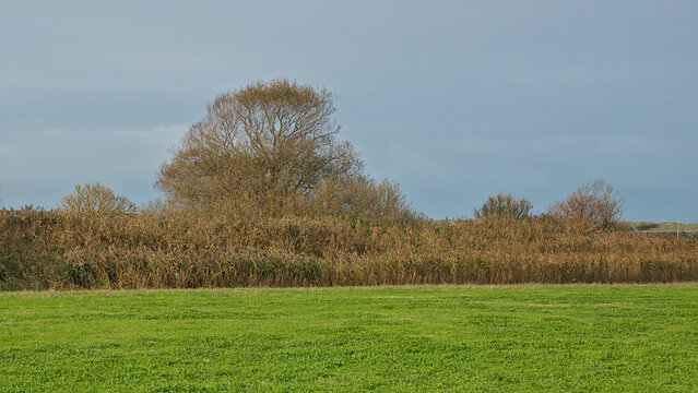 polder meadow with reed and autumn trees near Blankenberge, Flanders, Belgium 
