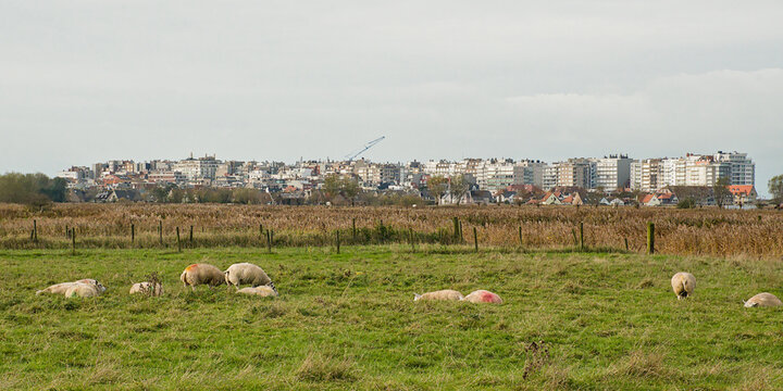 green field with sheep in the polder with city of Blankenberge behind. Flanders, Belgium 