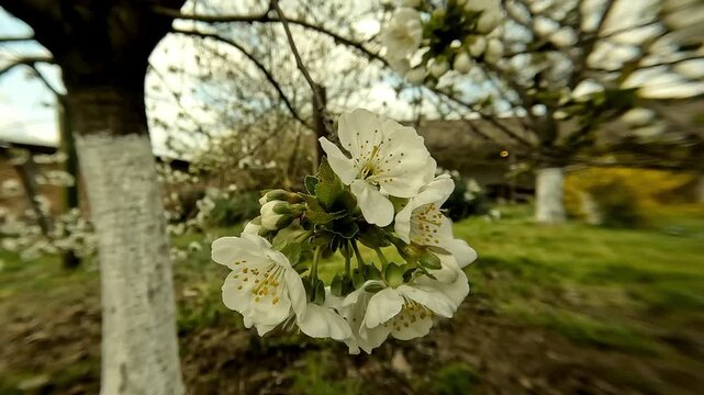 Handheld close-up video of a blooming skullcap flower with the camera rotating around the blossom, highlighting petals and natural light with soft background blur. 2026