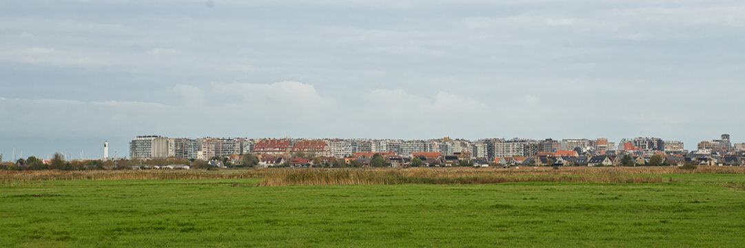  green field with reed in the polder with city of Blankenberge behind. Flanders, Belgium 