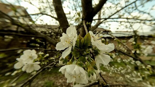 Handheld close-up video of a blooming skullcap flower with the camera rotating around the blossom, highlighting petals and natural light with soft background blur. 2026