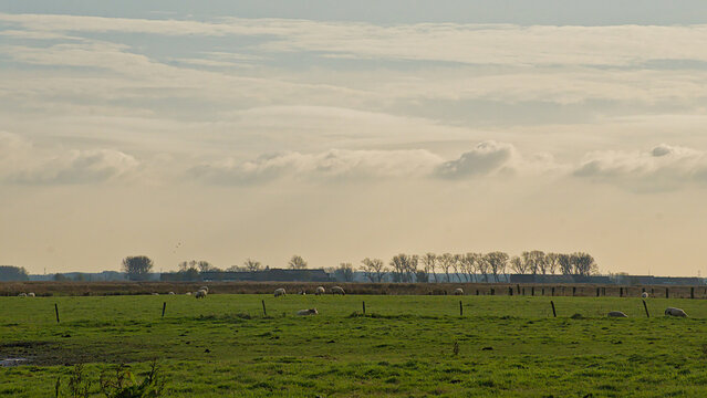 . orange evening sky over fields in a polder with silhouette of trees in the background. Uitkerkse polder, Flanders, Belgium
