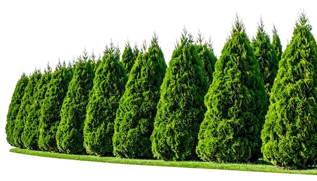 A row of evenly spaced, vibrant green trees, likely evergreen, stand in a line against a blank background. They have a conical shape