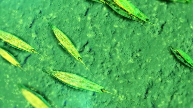 Microscopic view of Euglena swimming in water