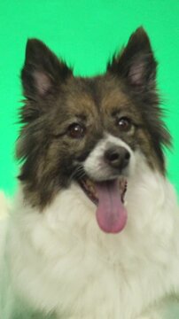 funny dog on green screen