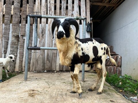 Potrait of Indonesian sheep or Domba Garut