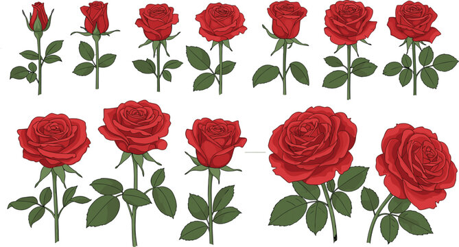 Red Roses Vector Set with Various Stages of Bloom and Detailed Leaves for Floral, Romantic, and Nature Designs