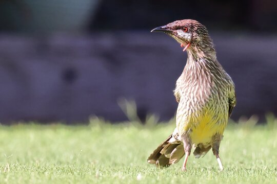 Red wattlebird, Anthochaera carunculata, passerine bird native Australia. Second largest species of Australian honeyeater. Nectarivorous, nectar feeding. Pink red wattles, caruncle, on neck. Red eyes