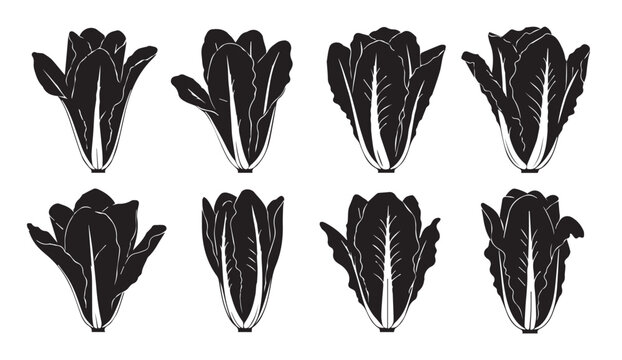 Collection of fresh lettuce heads in a clean graphic silhouette pattern