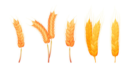 Fototapeta premium Ripe oat spikelets, isolated set of organic wheat ear. Vector crops and grain for making flour and bread. Tasty and ecological ingredient for cooking. Farming and agriculture, harvesting season