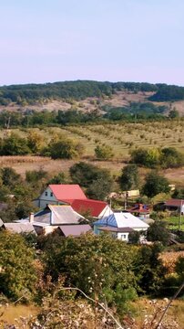 Walnut plantation rows with ripening nuts on a sunny farm day