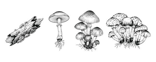 Fototapeta na wymiar Hand drawn engraving of wild mushrooms and decaying forest tree log clipart vector.