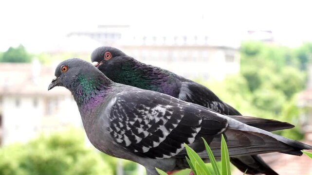 Pair of Rock Pigeons with Iridescent Feathers Interacting on Urban Rooftop Ledge