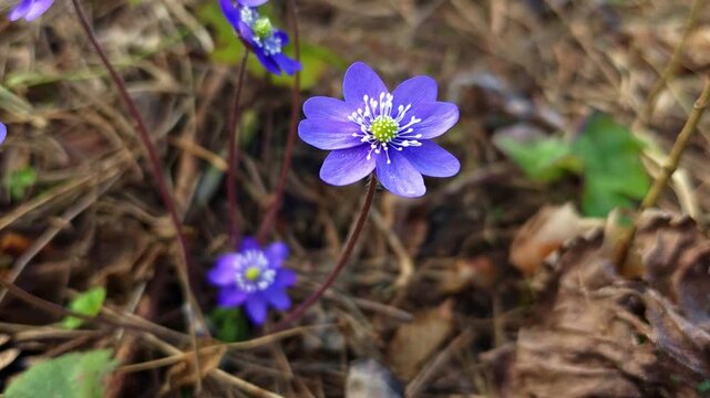 Purple Hepatica Wildflower Close Up