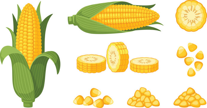 Fresh yellow corn on the cob set with green leaves and sliced pieces, organic sweet corn kernels vector illustration for food marketing.