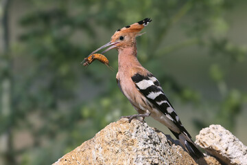 Adult Eurasian Hoopoe (Upupa epops) perched on a branch with a mole cricket in its beak against a beautiful background. © VOLODYMYR KUCHERENKO