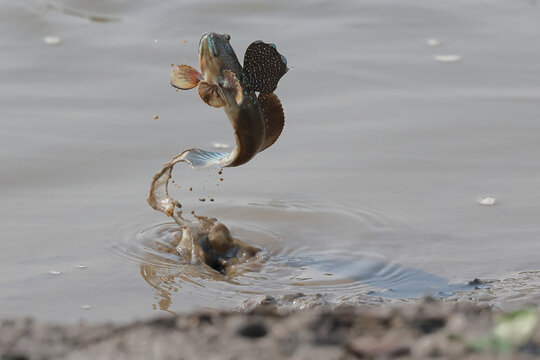 A mudskipper is jumping out of a mud puddle in the mangrove forest.