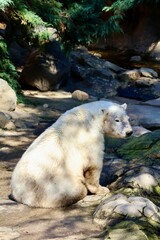 polar bear cub © ame