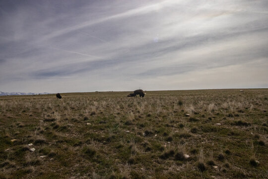  Antelope Island Utah State Park Sunny Spring Hiking Views 