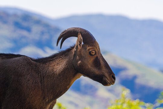 Nilgiri Tahr (Nilgiritragus hylocrius), an endemic mountain ungulate of the Western Ghats, inhabits steep grasslands and rocky cliffs. This tahr plays a key role in maintaining the fragile ecosystem.