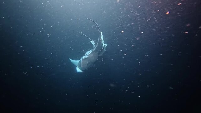 Manta Ray Looping and Feeding in Dark Water