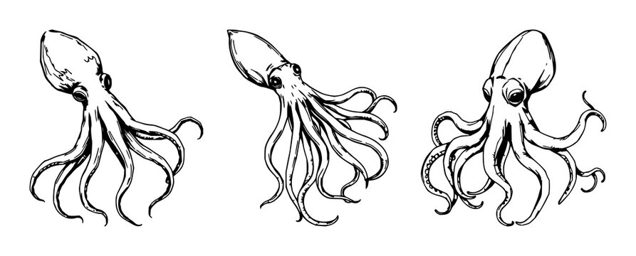 Giant squid set with rough sketchy line art and tangled tentacles against white background featuring marine, cephalopod, illustration with black and white and outline
