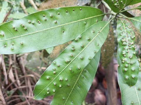 Alstonia scholaris showing symptoms of leaf gall psyllid 'Pauropsylla tuberculata Crawf