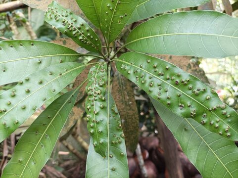 Alstonia scholaris showing symptoms of leaf gall psyllid 'Pauropsylla tuberculata Crawf