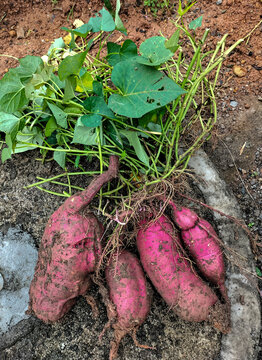 Freshly harvested root tubers in the ground with green plants on top. Depicting the freshness of the harvest, organic farming, and the richness of nature. Sweet potato harvest. Selective focus. 
